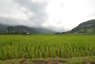 Rice cultivation against the backdrop of the Bhimashankar Sanctuary